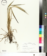 Triticum aestivum image