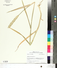 Triticum aestivum image