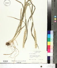 Triticum aestivum image