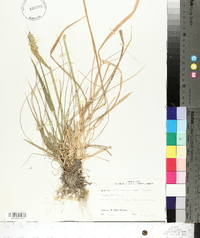 Triticum aestivum image