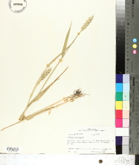 Triticum aestivum image