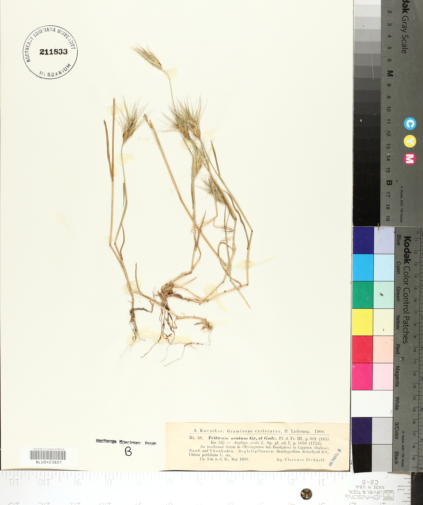 Triticum ovatum image