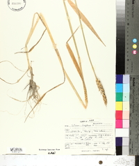 Triticum turgidum image