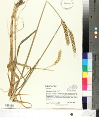 Triticum durum image