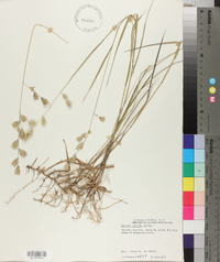 Uniola nitida image