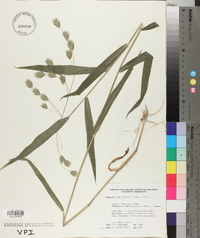 Chasmanthium latifolium image