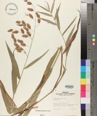 Chasmanthium latifolium image