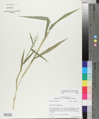 Urochloa ramosa image