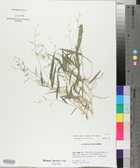 Urochloa ramosa image