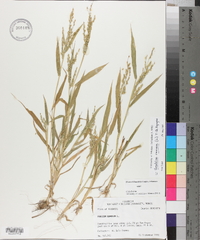 Urochloa ramosa image