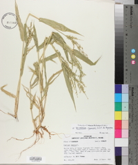 Urochloa ramosa image