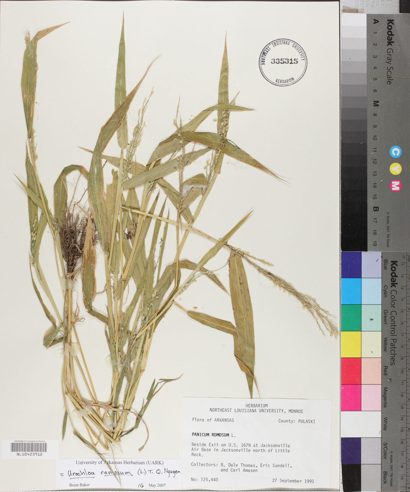 Urochloa ramosa image