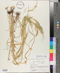 Urochloa ramosa image