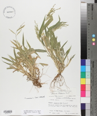 Urochloa ramosa image