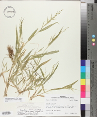 Urochloa ramosa image