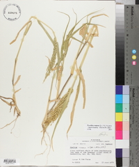 Urochloa ramosa image