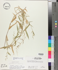 Urochloa ramosa image