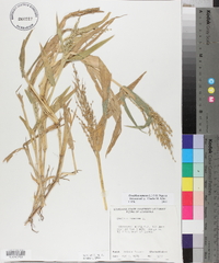 Urochloa ramosa image