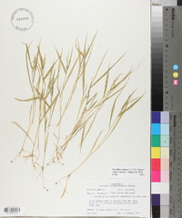 Urochloa ramosa image