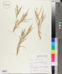 Urochloa ramosa image