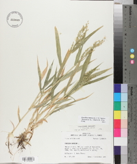 Urochloa ramosa image