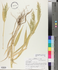 Urochloa ramosa image