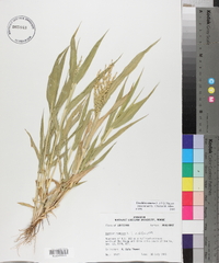 Urochloa ramosa image