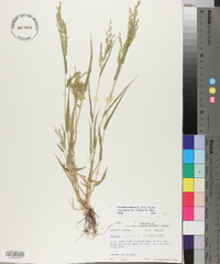 Urochloa ramosa image