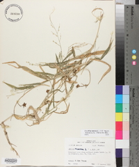 Urochloa ramosa image