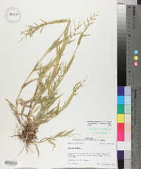 Urochloa ramosa image