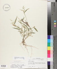 Urochloa ramosa image