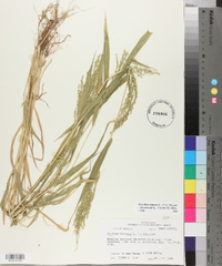 Urochloa ramosa image