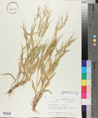 Urochloa ramosa image