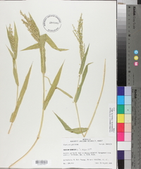 Urochloa ramosa image