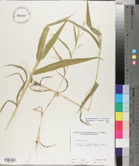 Urochloa ramosa image