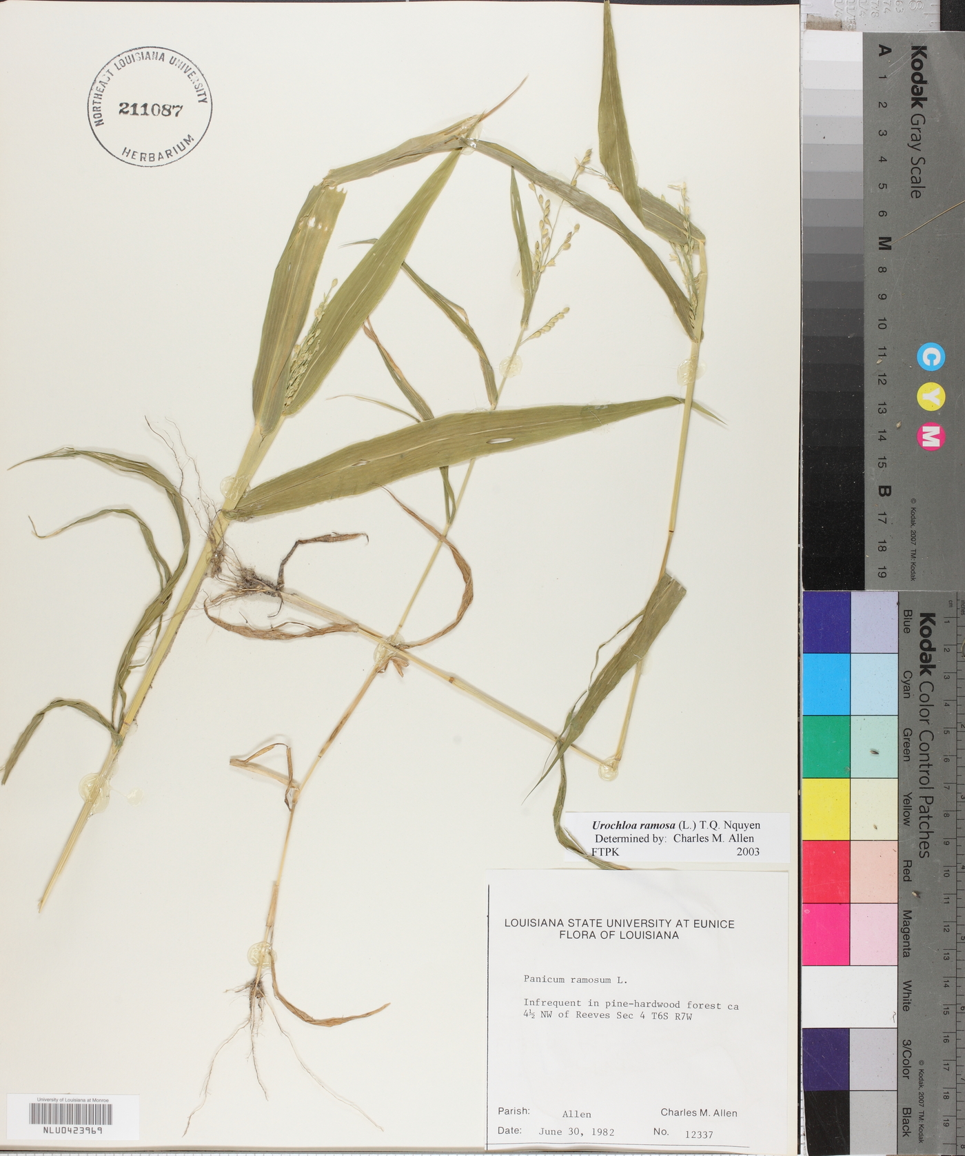 Urochloa ramosa image