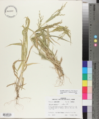 Urochloa ramosa image