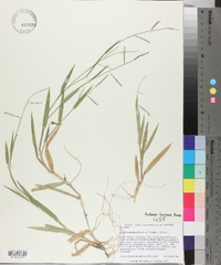 Urochloa platyphylla image