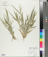 Urochloa ramosa image