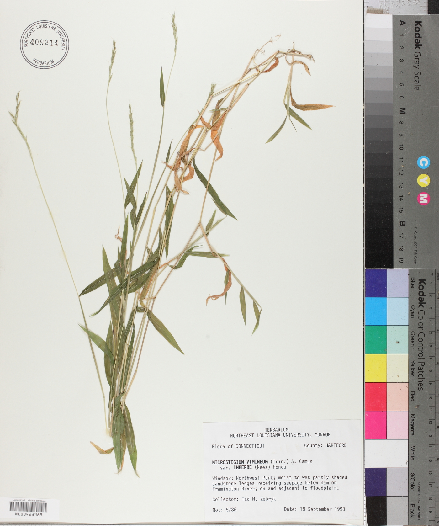 Microstegium vimineum var. imberbe image
