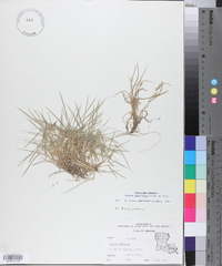 Zoysia tenuifolia image