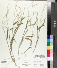 Urochloa platyphylla image