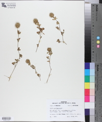 Trifolium lappaceum image