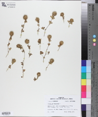 Trifolium lappaceum image