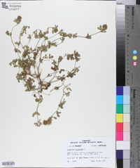 Trifolium lappaceum image