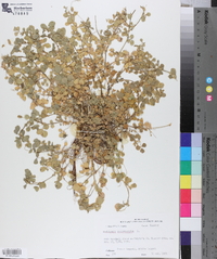 Medicago polymorpha image