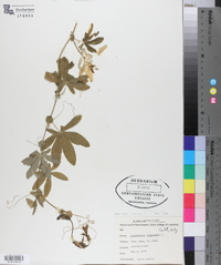 Passiflora caerulea image