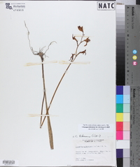 Calopogon tuberosus var. tuberosus image