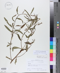 Ludwigia octovalvis subsp. octovalvis image