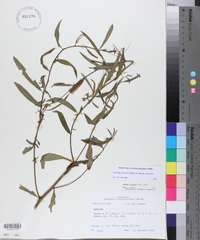 Ludwigia octovalvis image